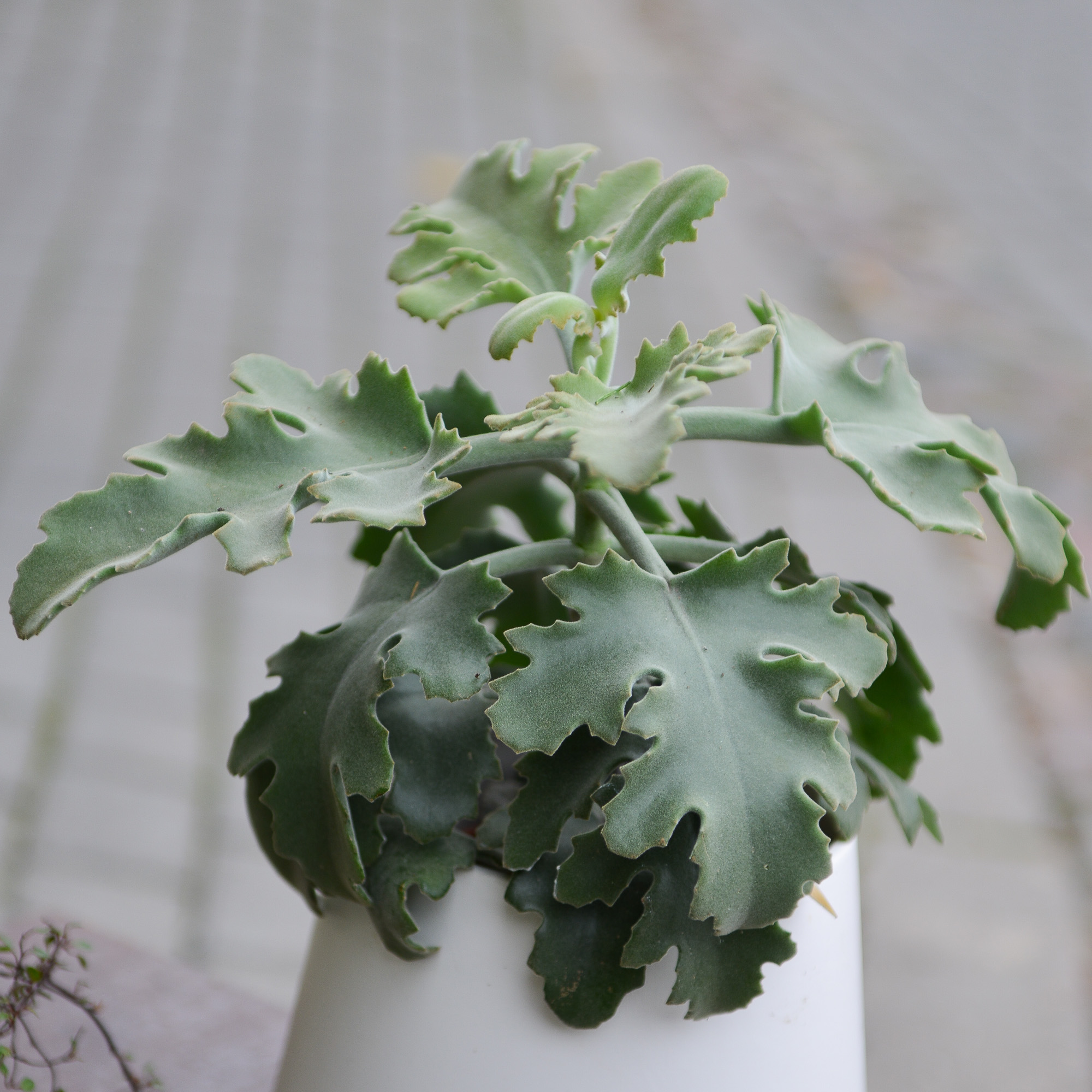 kalanchoe beharensis kambarinis augalas sukulentas kalankė Gėlės ir manufaktūra