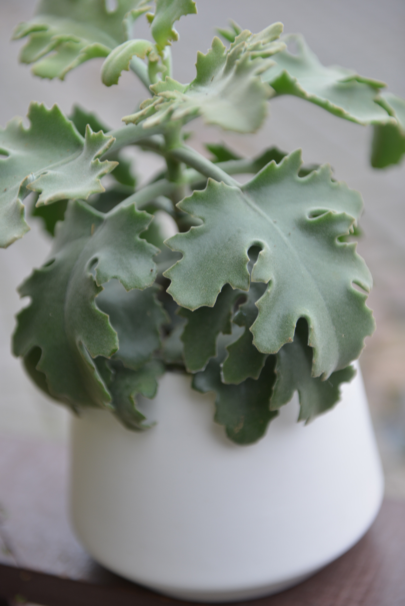 kalanchoe beharensis kambarinis augalas sukulentas kalankė Gėlės ir manufaktūra