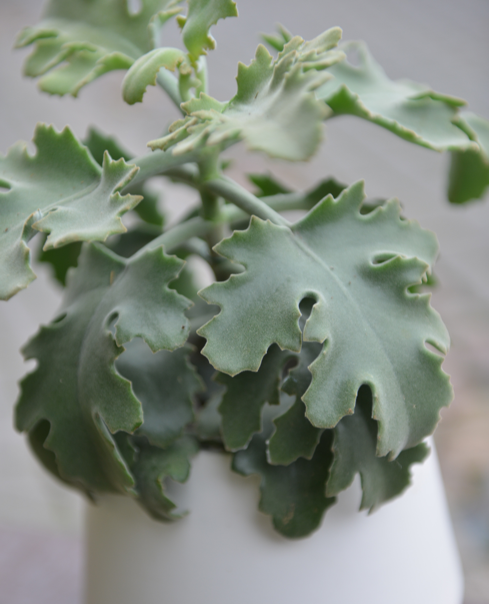 kalanchoe beharensis kambarinis augalas sukulentas kalankė Gėlės ir manufaktūra