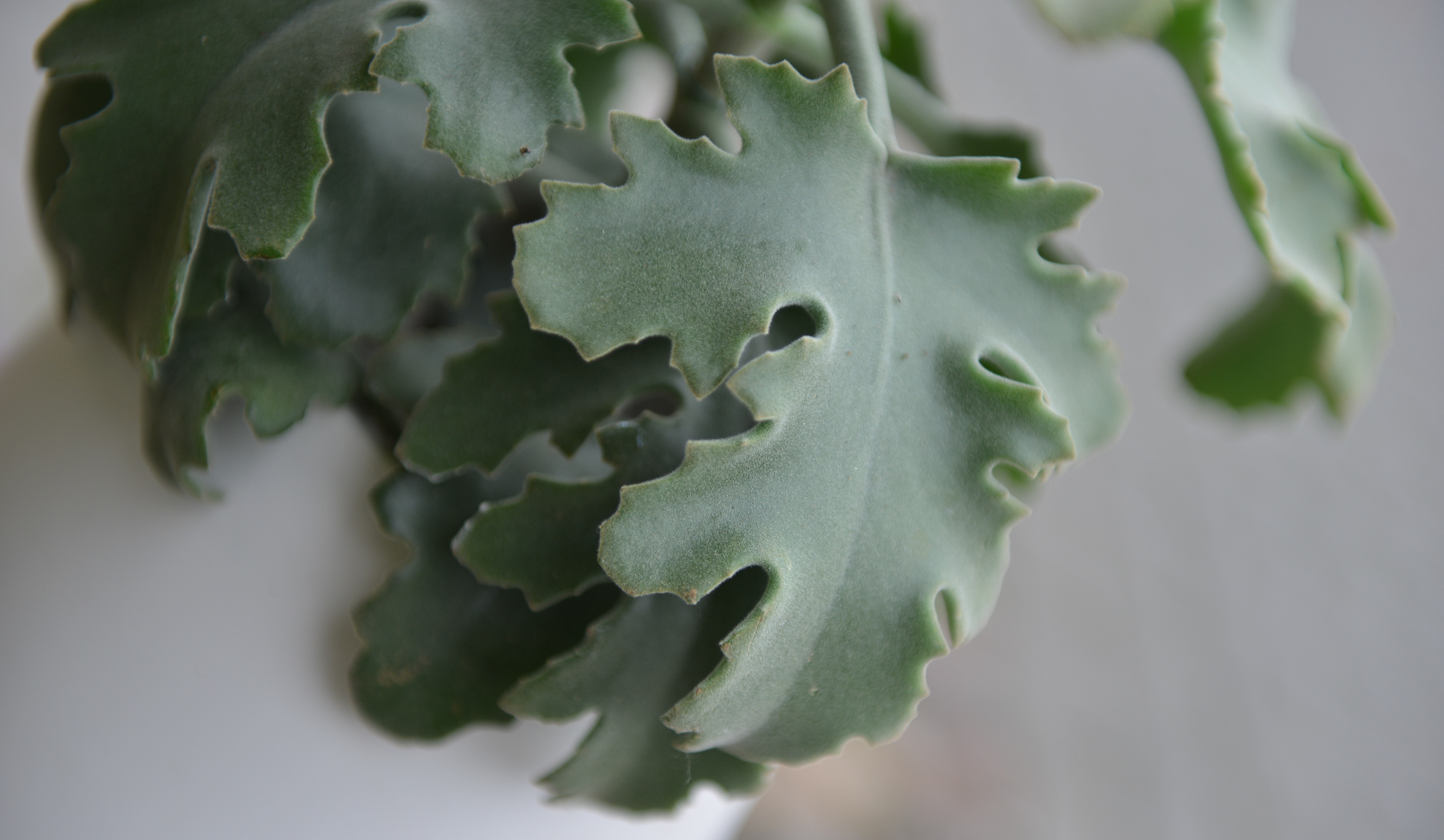 kalanchoe beharensis kambarinis augalas sukulentas kalankė Gėlės ir manufaktūra