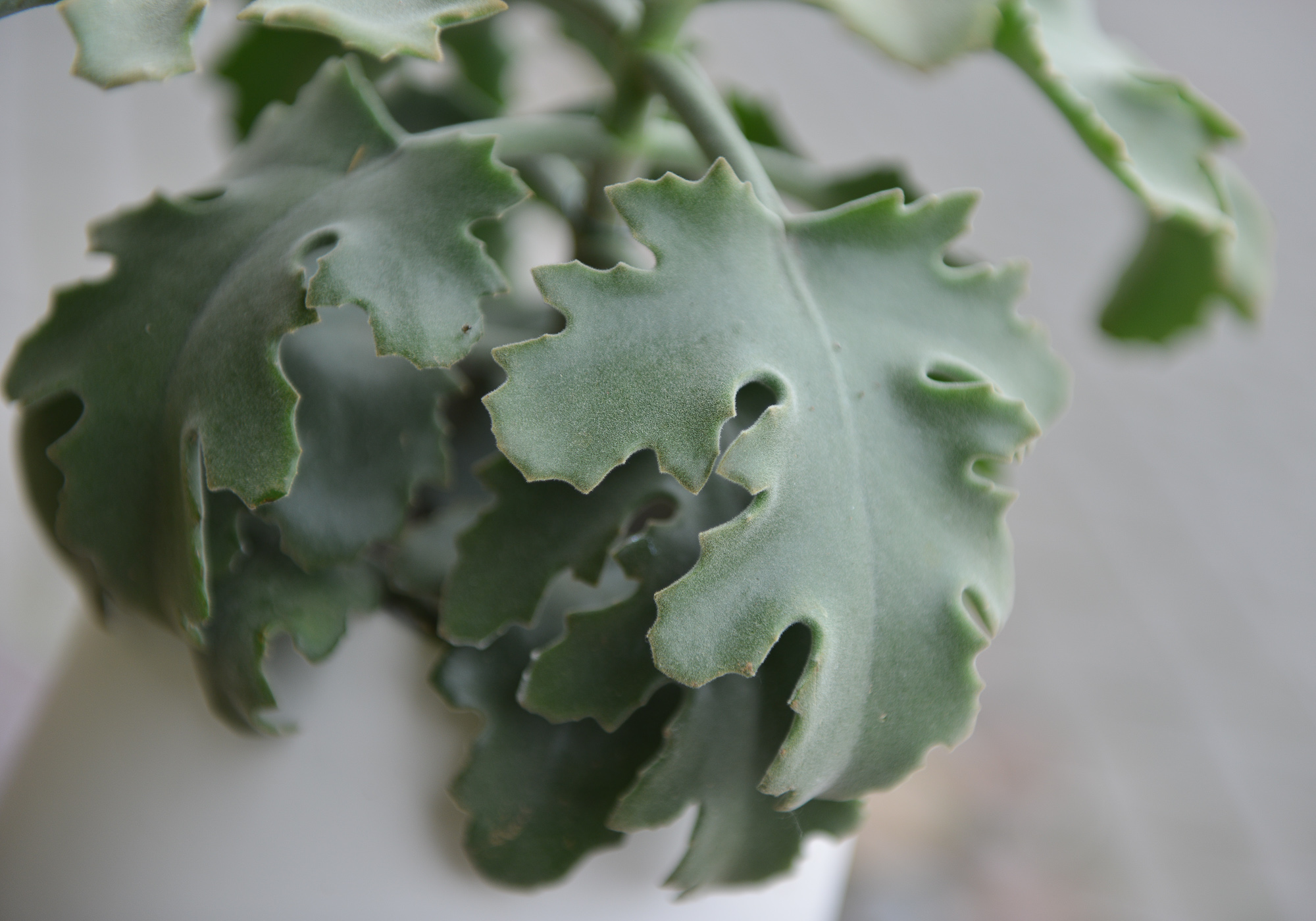 kalanchoe beharensis kambarinis augalas sukulentas kalankė Gėlės ir manufaktūra