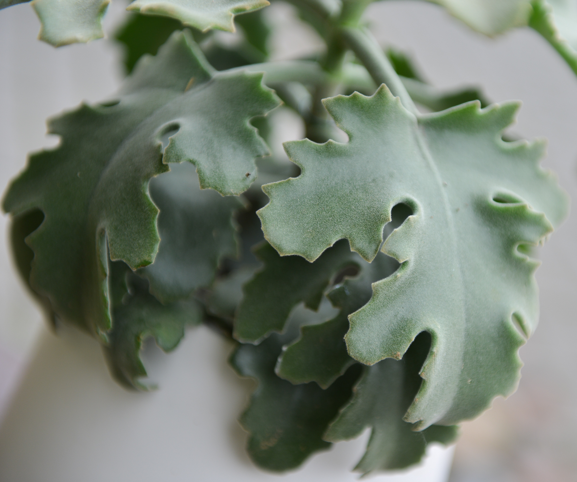 kalanchoe beharensis kambarinis augalas sukulentas kalankė Gėlės ir manufaktūra