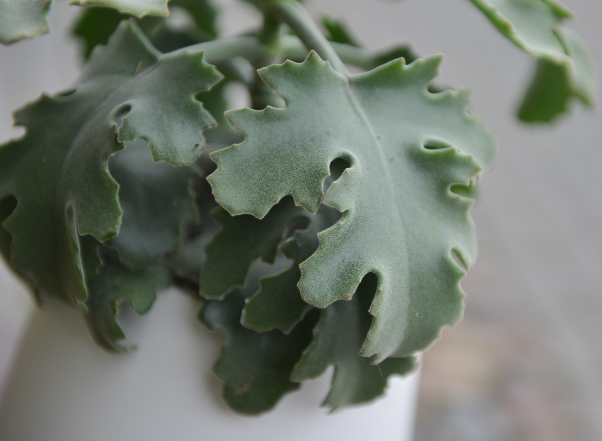 kalanchoe beharensis kambarinis augalas sukulentas kalankė Gėlės ir manufaktūra