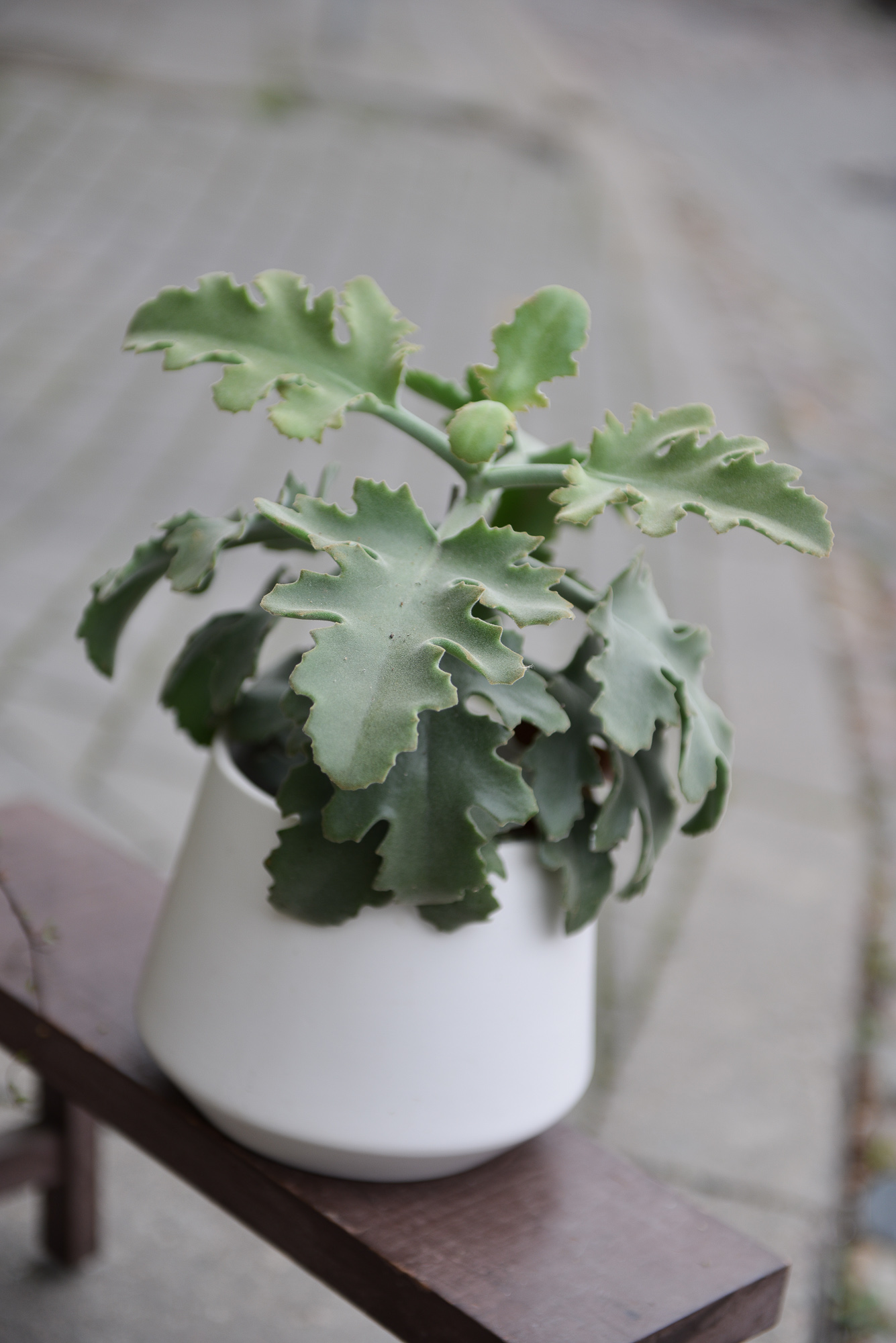 kalanchoe beharensis kambarinis augalas sukulentas kalankė Gėlės ir manufaktūra