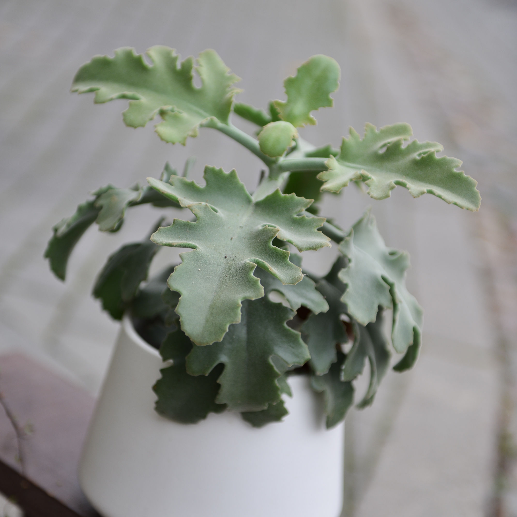 kalanchoe beharensis kambarinis augalas sukulentas kalankė Gėlės ir manufaktūra
