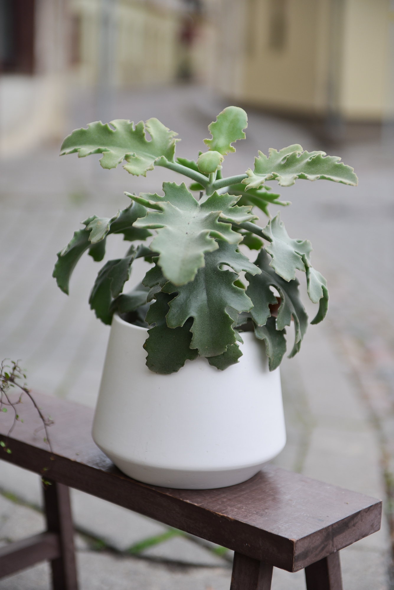 Kalankė dideliais pilkais aksominiais lapais (Kalanchoe beharensis, 'Elephant's ear kalanchoe, 'Felt bush'), sukulentinis kambarinis augalas, didelė - Image 10
