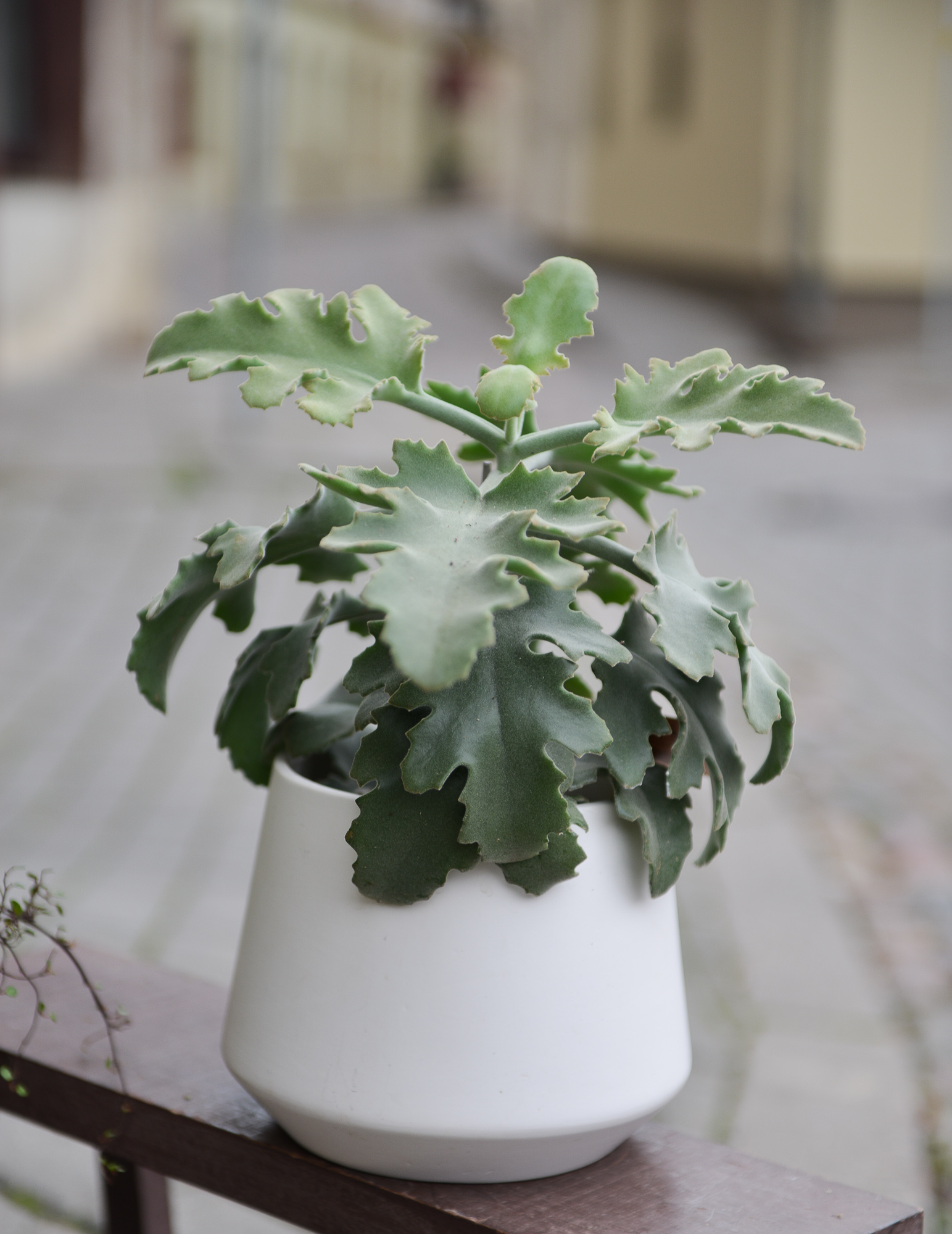 kalanchoe beharensis kambarinis augalas sukulentas kalankė Gėlės ir manufaktūra