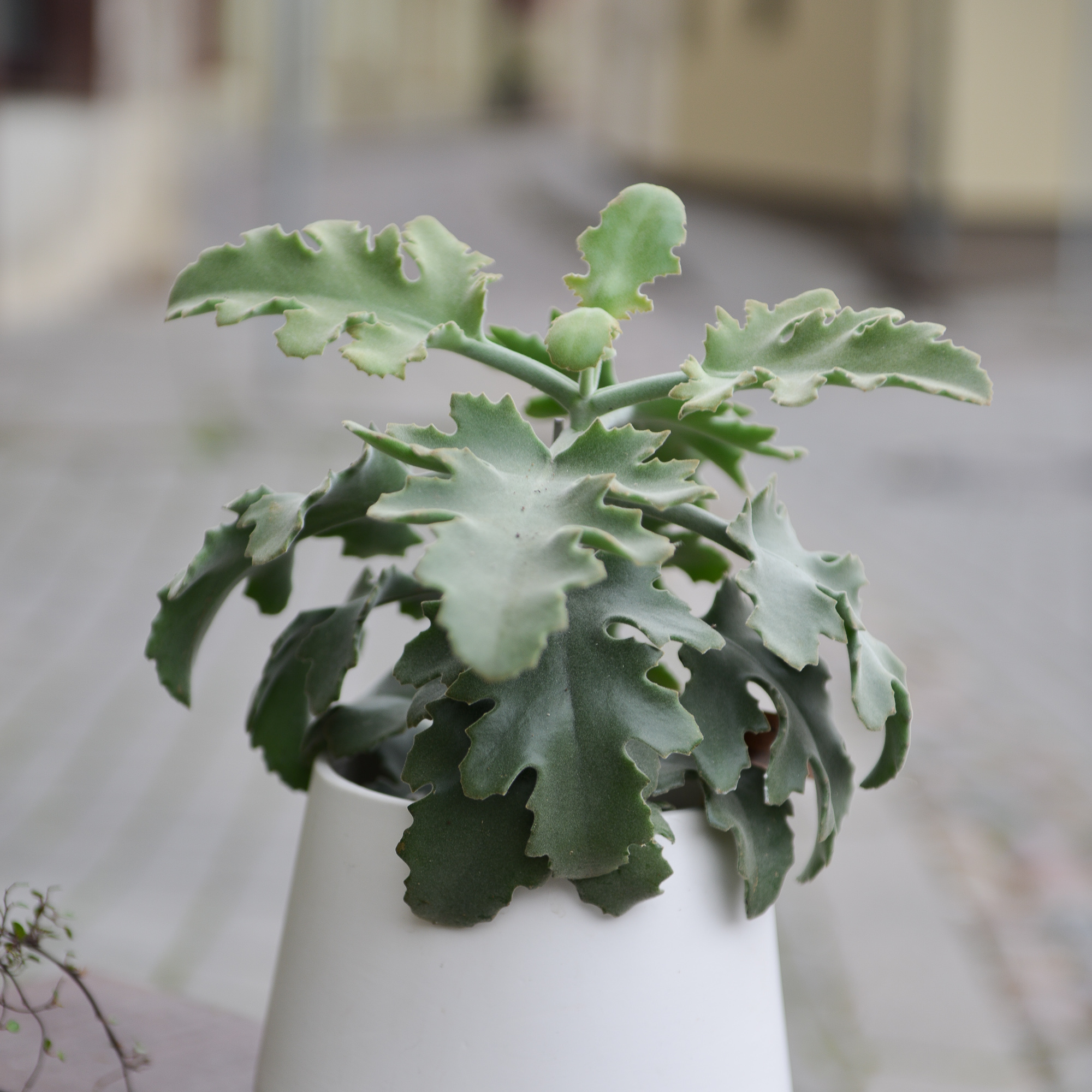 kalanchoe beharensis kambarinis augalas sukulentas kalankė Gėlės ir manufaktūra