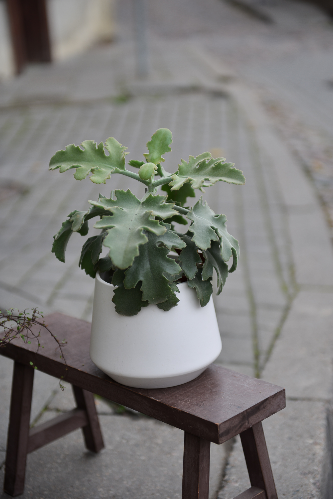 kalanchoe beharensis kambarinis augalas sukulentas kalankė Gėlės ir manufaktūra
