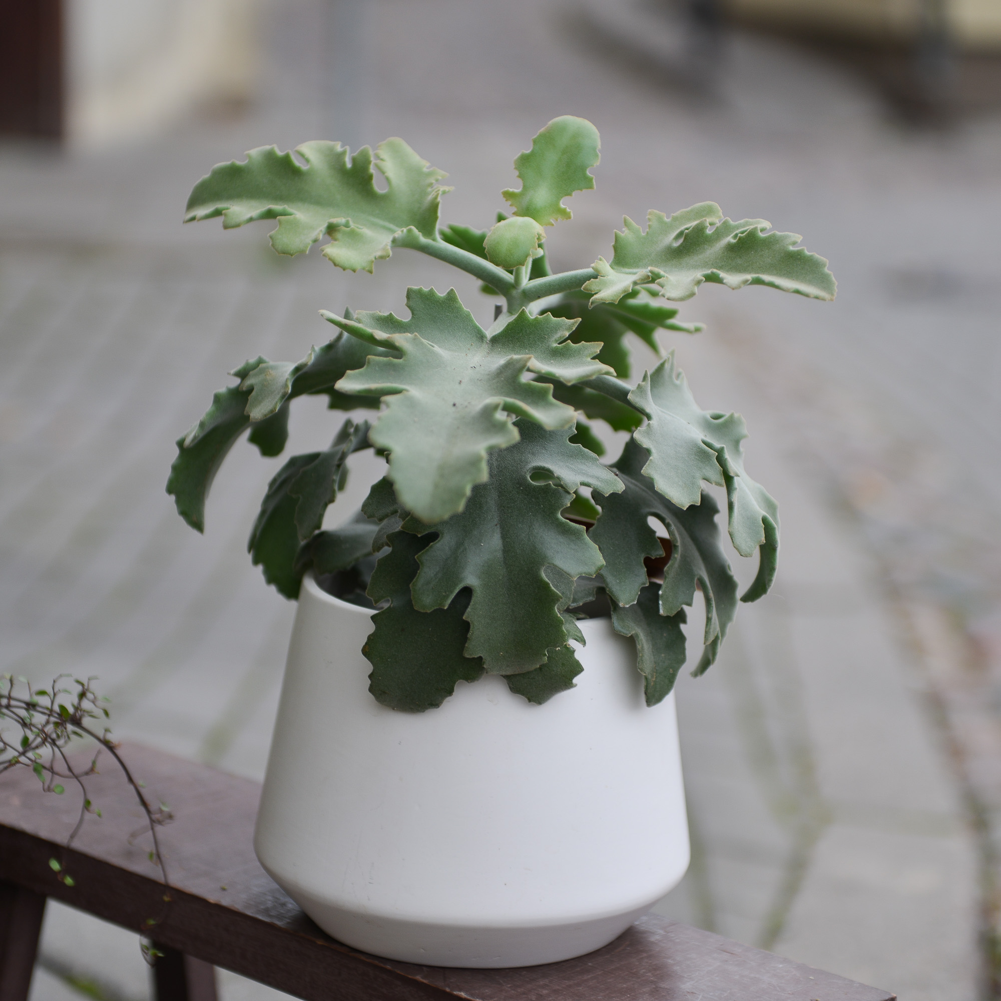 kalanchoe beharensis kambarinis augalas sukulentas kalankė Gėlės ir manufaktūra
