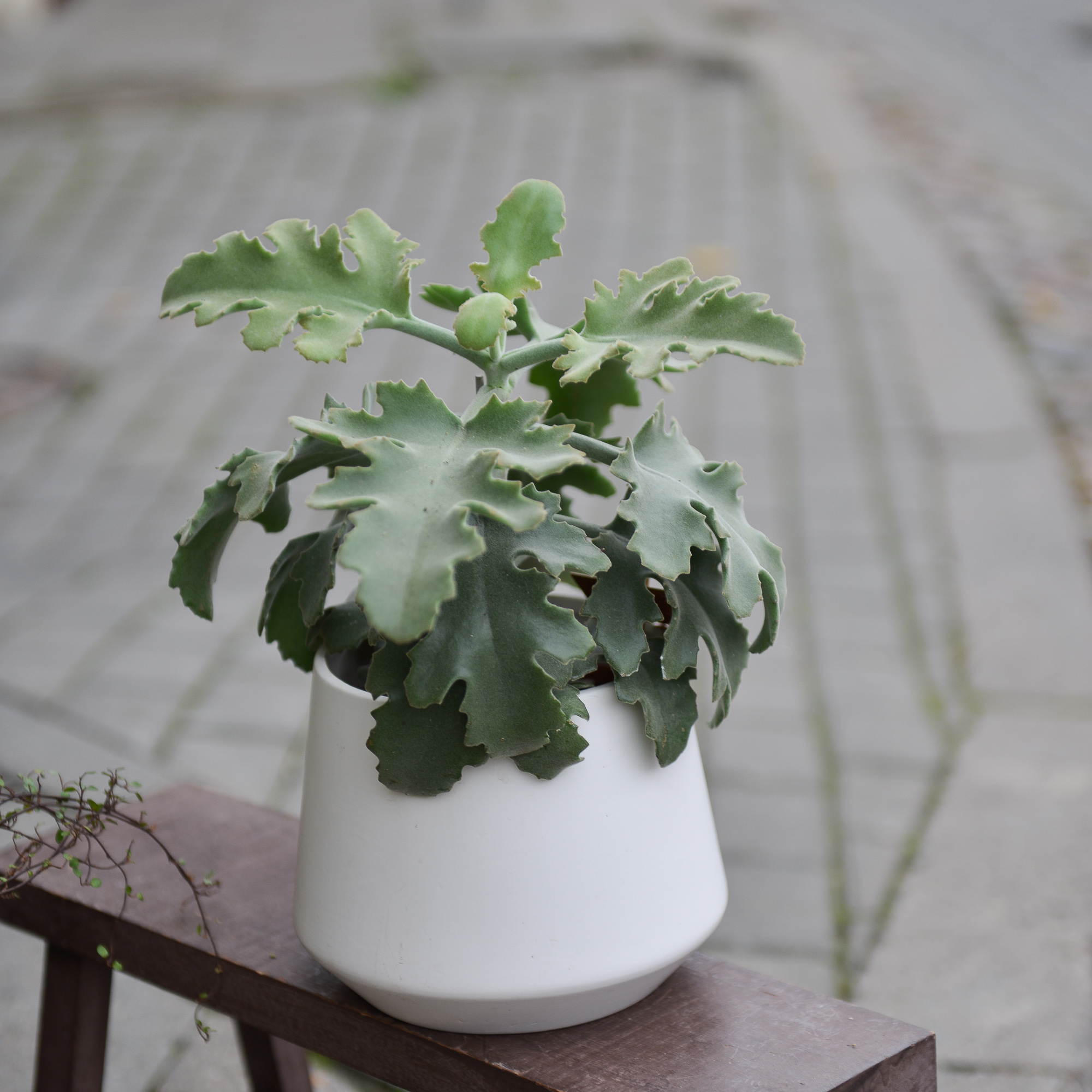 kalanchoe beharensis kambarinis augalas sukulentas kalankė Gėlės ir manufaktūra