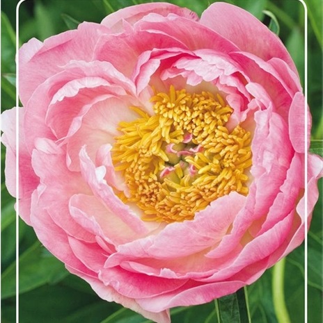 paeonia peony coral Salmon Chiffon peach koralo lašišinis bijunas bijunai nepilnaviduris daugiametis augalas
