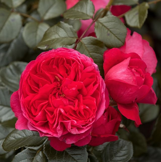 rosa garden rose Nostalgic Deep Love climbing vijokline laipiojanti sodo rožė avietinė augalas gėlės ir manufaktūra augalai
