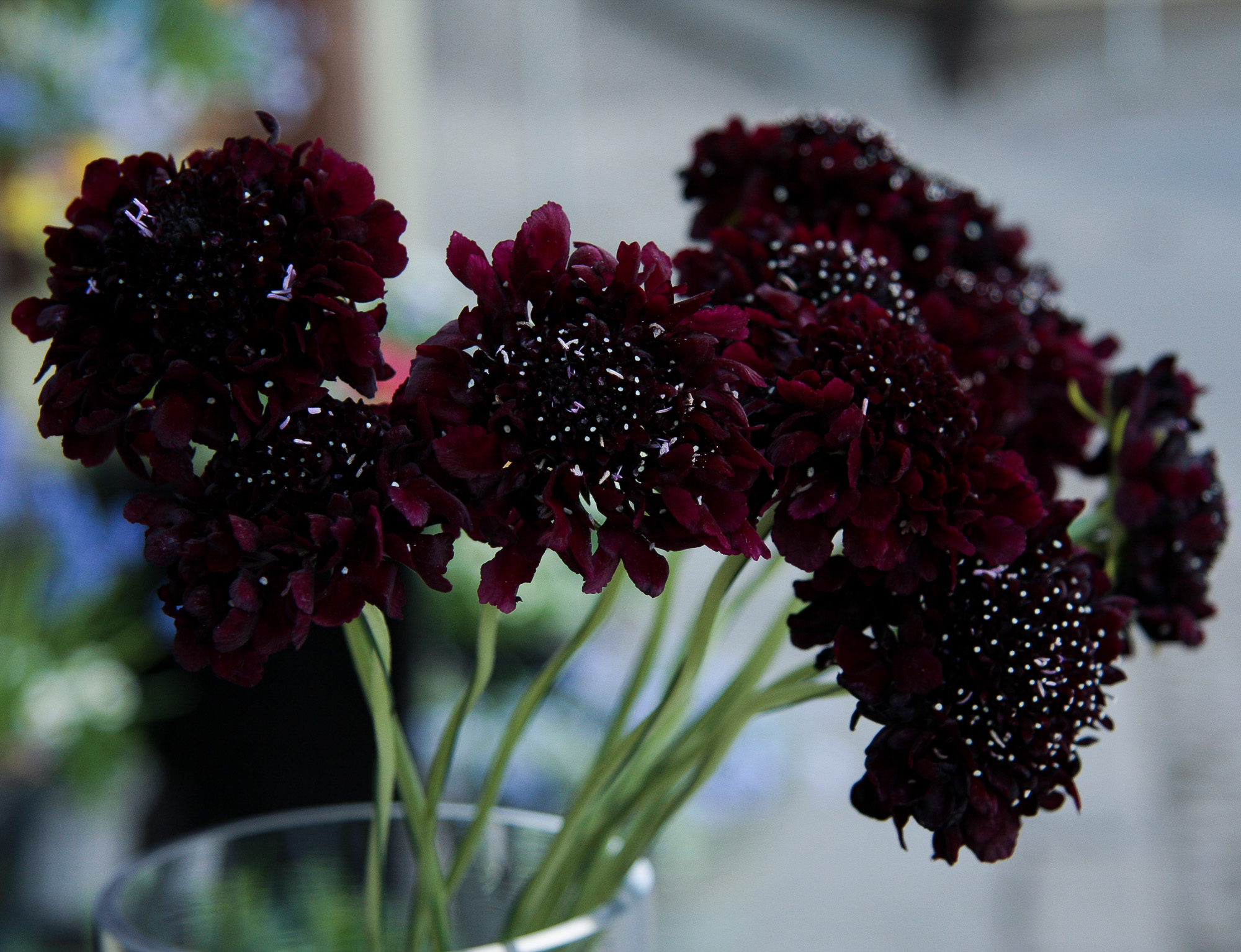 scabiosa žvaigždūnė juodi žiedai skinta gėlė gėlių parduotuvė gėlės ir manufaktūra
