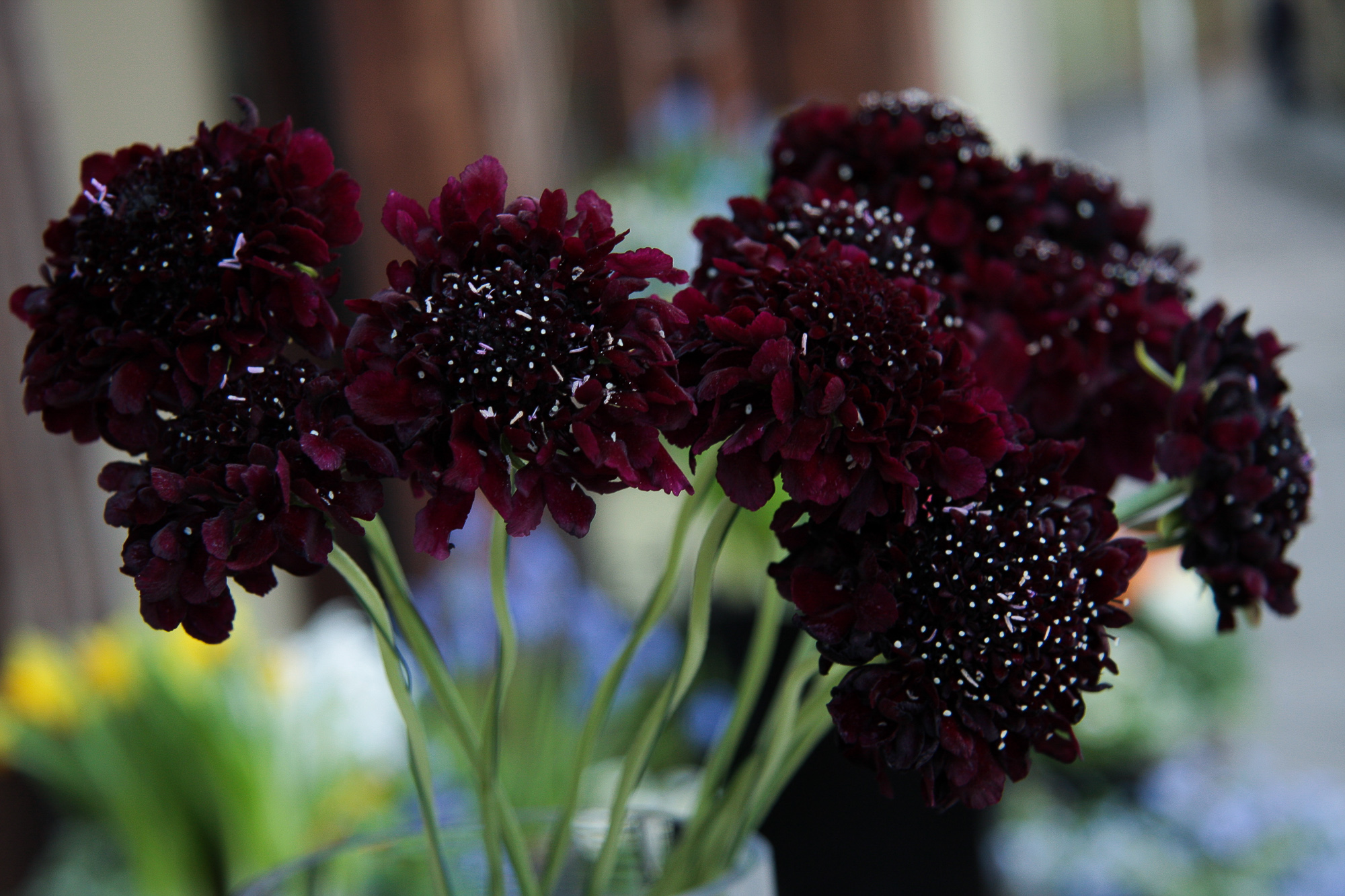 scabiosa žvaigždūnė juodi žiedai skinta gėlė gėlių parduotuvė gėlės ir manufaktūra