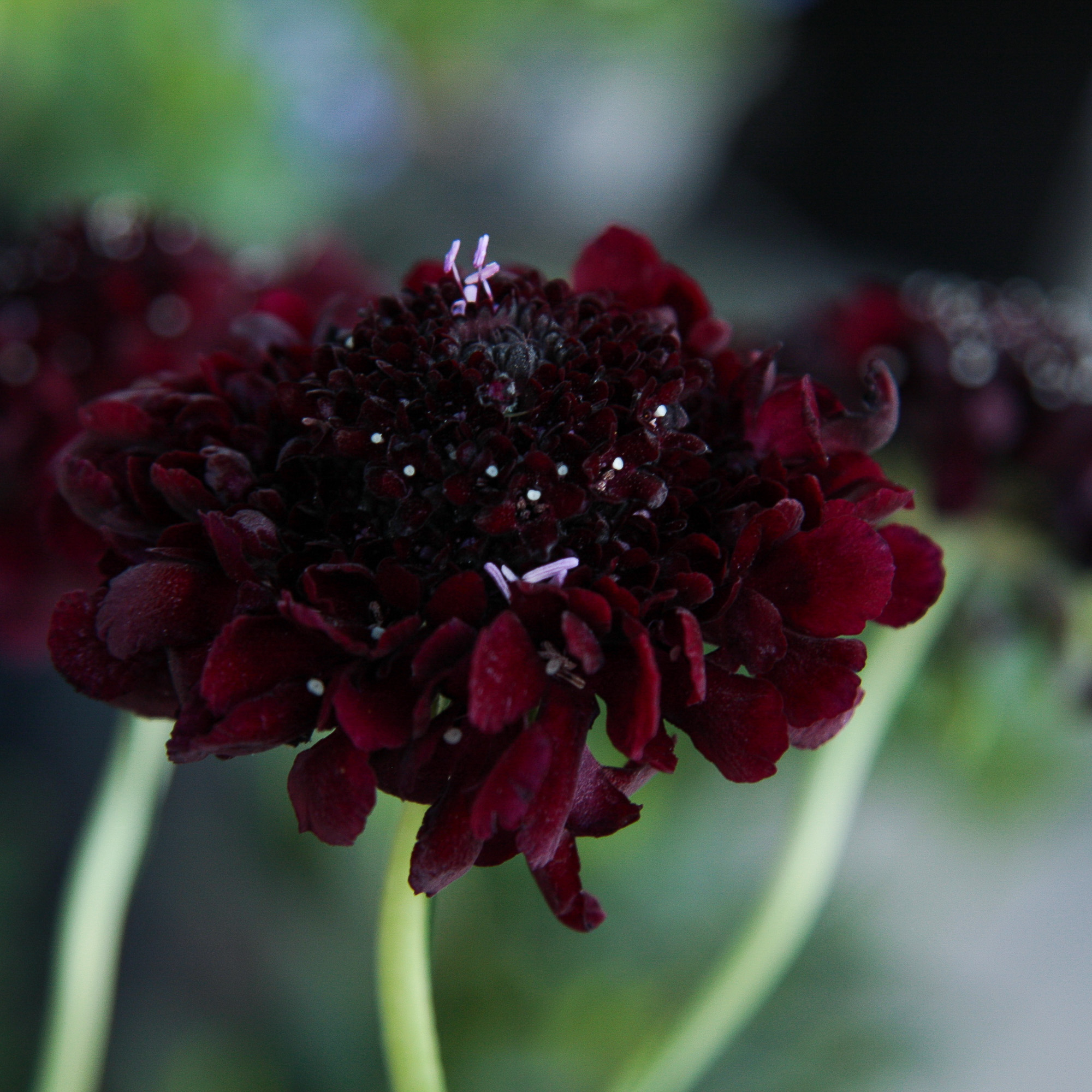 scabiosa žvaigždūnė juodi žiedai skinta gėlė gėlių parduotuvė gėlės ir manufaktūra