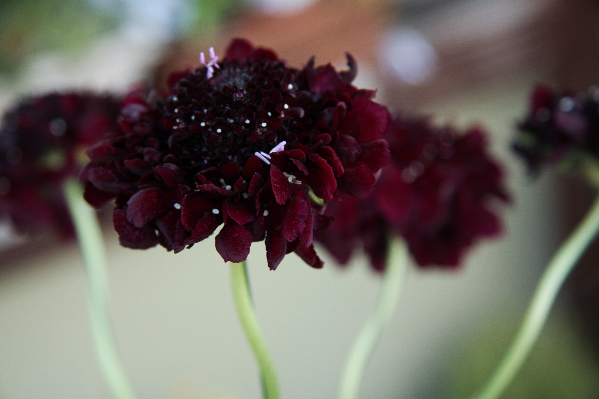 scabiosa žvaigždūnė juodi žiedai skinta gėlė gėlių parduotuvė gėlės ir manufaktūra