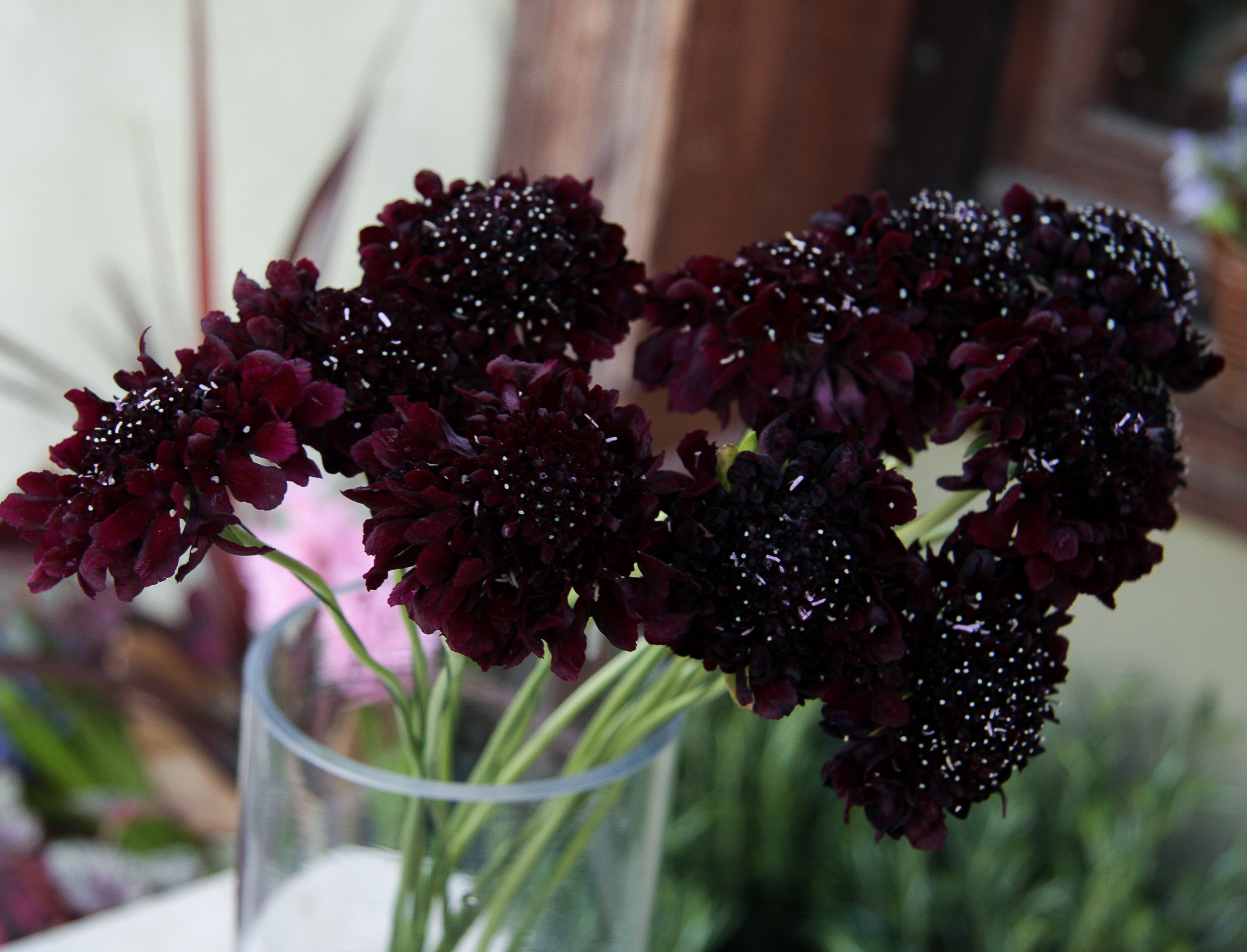 scabiosa žvaigždūnė juodi žiedai skinta gėlė gėlių parduotuvė gėlės ir manufaktūra