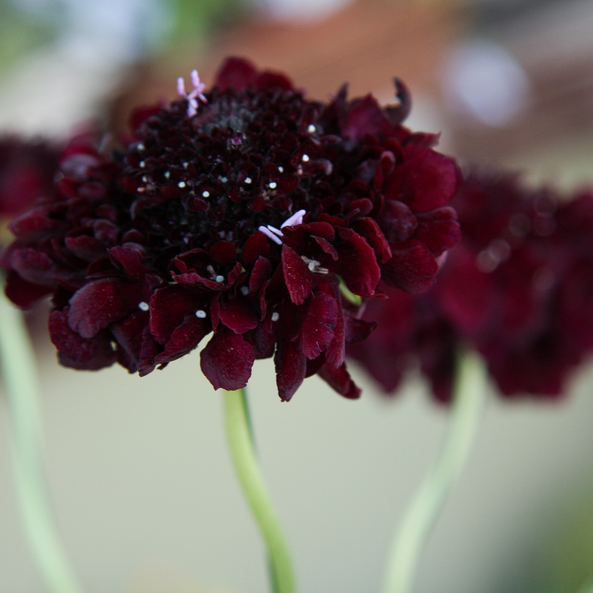 scabiosa žvaigždūnė juodi žiedai skinta gėlė gėlių parduotuvė gėlės ir manufaktūra