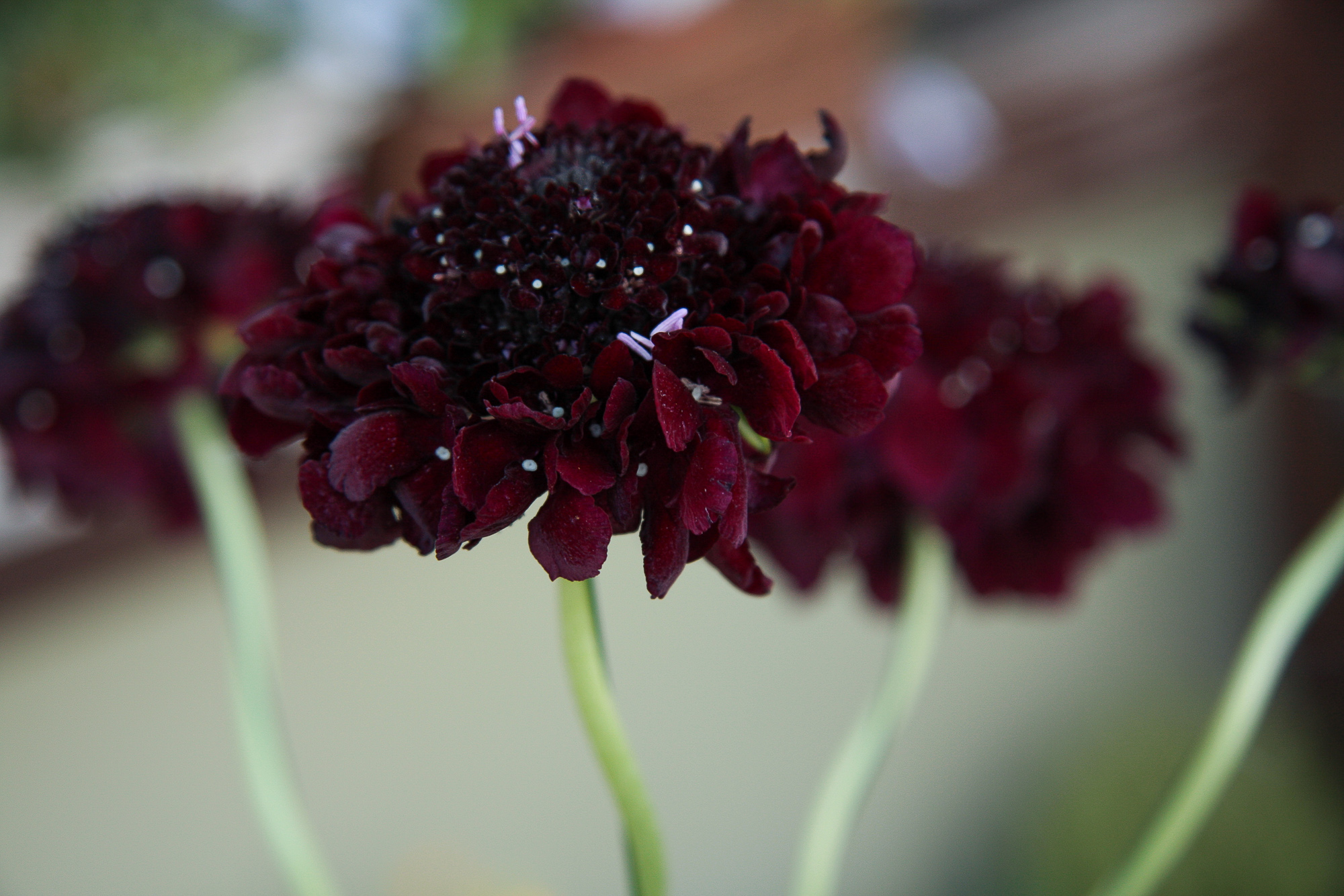 scabiosa žvaigždūnė juodi žiedai skinta gėlė gėlių parduotuvė gėlės ir manufaktūra