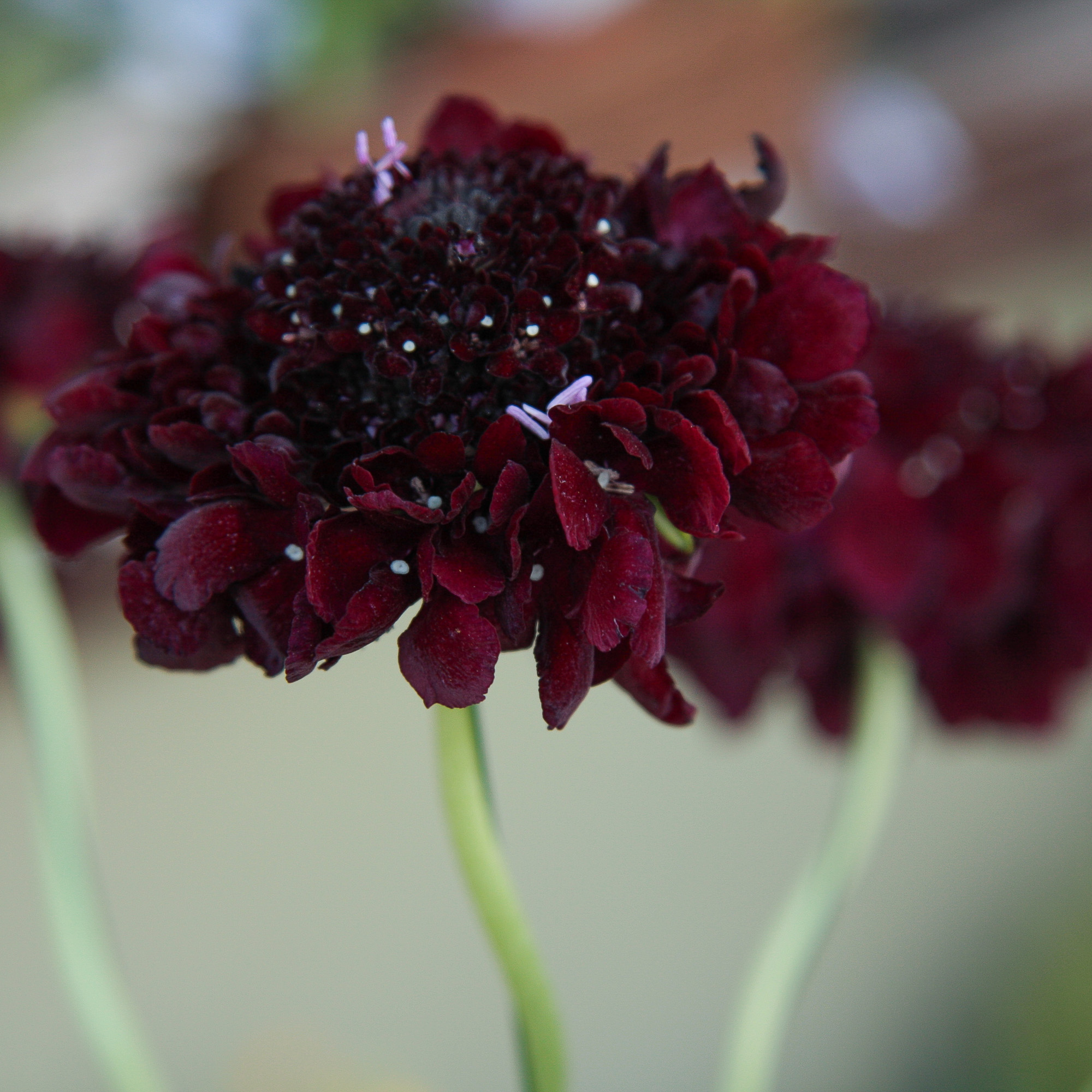 scabiosa žvaigždūnė juodi žiedai skinta gėlė gėlių parduotuvė gėlės ir manufaktūra