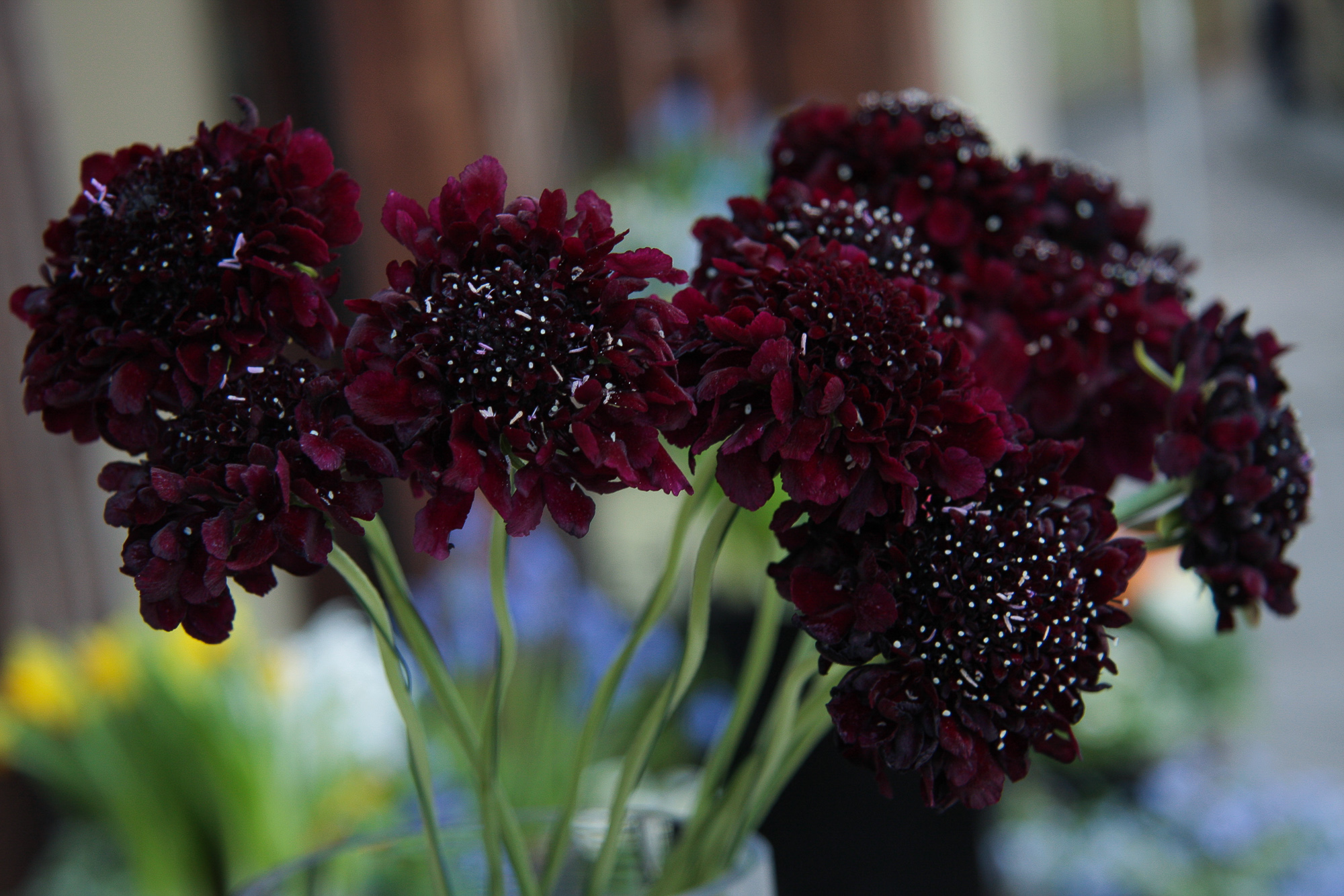 scabiosa žvaigždūnė juodi žiedai skinta gėlė gėlių parduotuvė gėlės ir manufaktūra