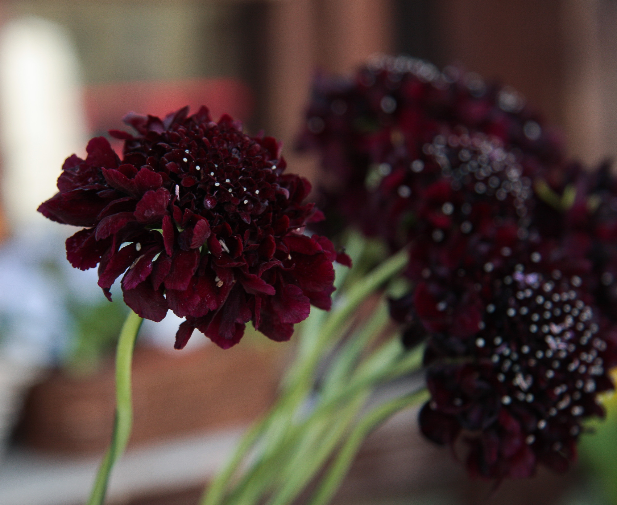 scabiosa žvaigždūnė juodi žiedai skinta gėlė gėlių parduotuvė gėlės ir manufaktūra