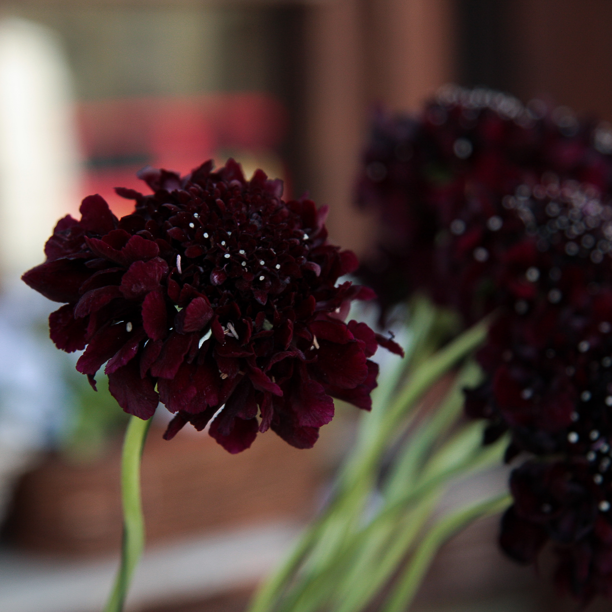 scabiosa žvaigždūnė juodi žiedai skinta gėlė gėlių parduotuvė gėlės ir manufaktūra