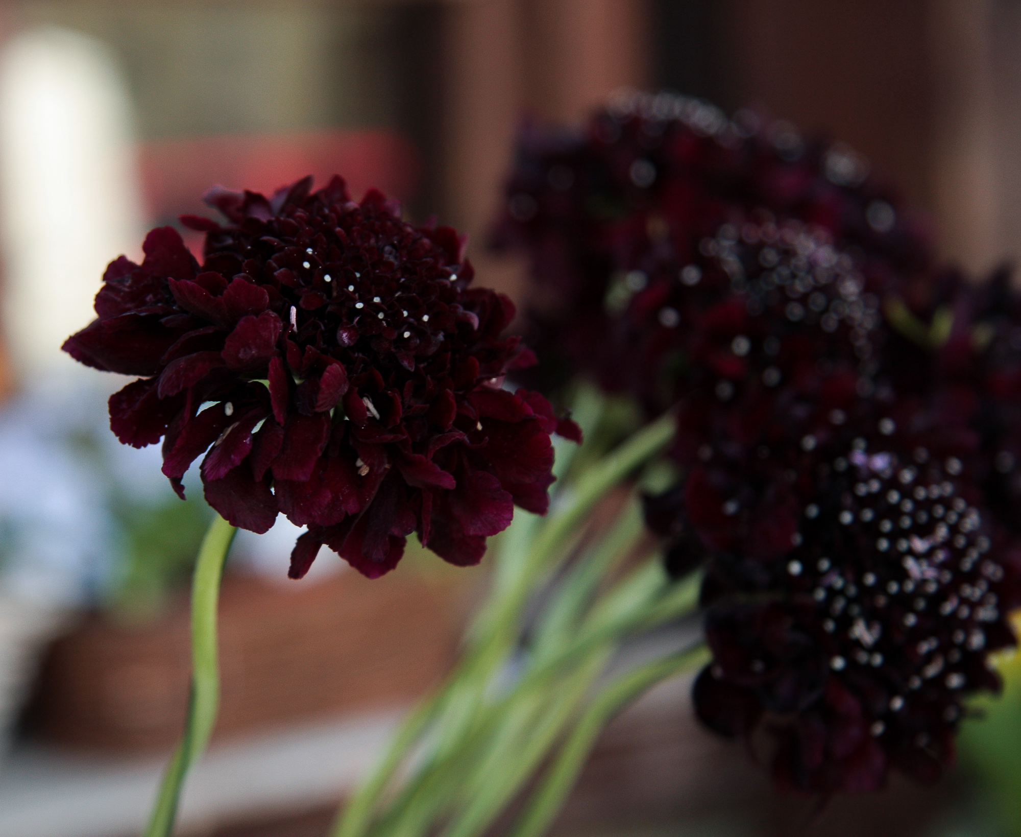 scabiosa žvaigždūnė juodi žiedai skinta gėlė gėlių parduotuvė gėlės ir manufaktūra