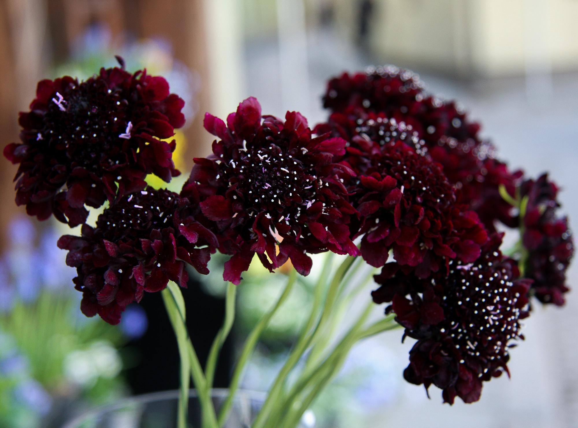 scabiosa žvaigždūnė juodi žiedai skinta gėlė gėlių parduotuvė gėlės ir manufaktūra