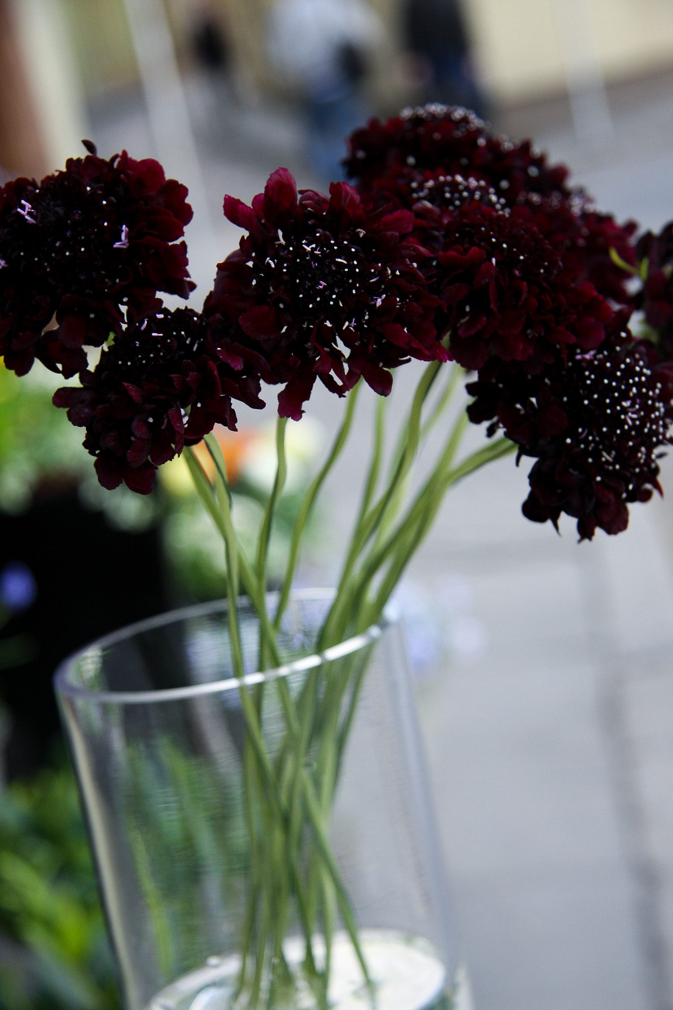 scabiosa žvaigždūnė juodi žiedai skinta gėlė gėlių parduotuvė gėlės ir manufaktūra