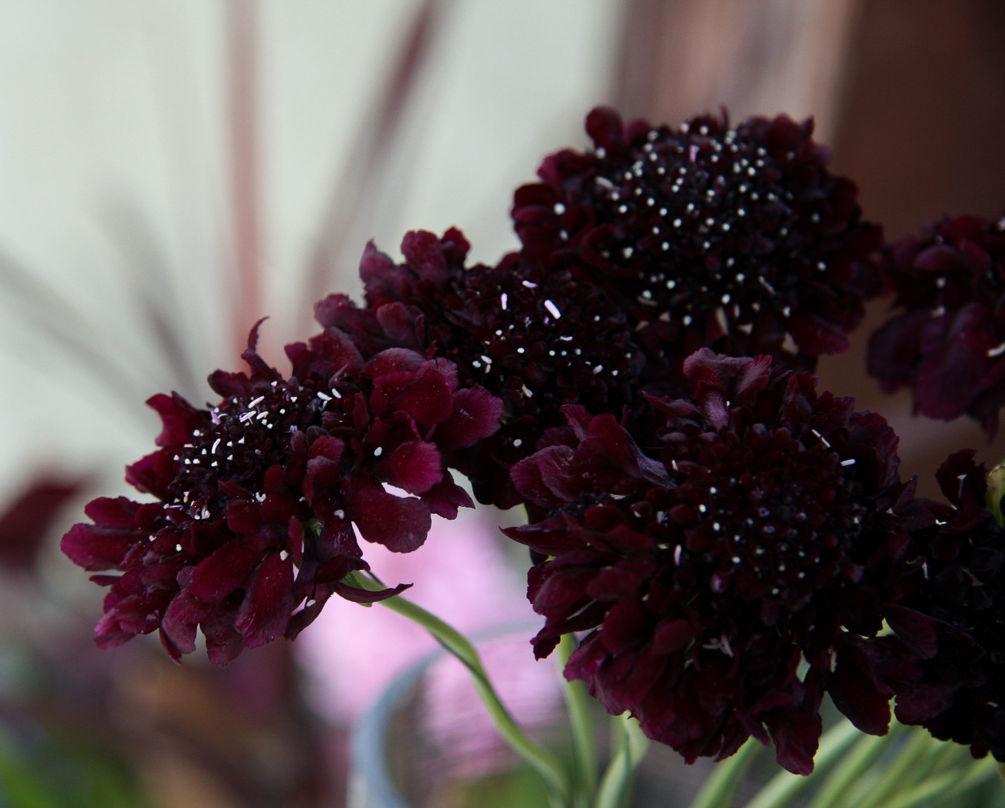 scabiosa žvaigždūnė juodi žiedai skinta gėlė gėlių parduotuvė gėlės ir manufaktūra