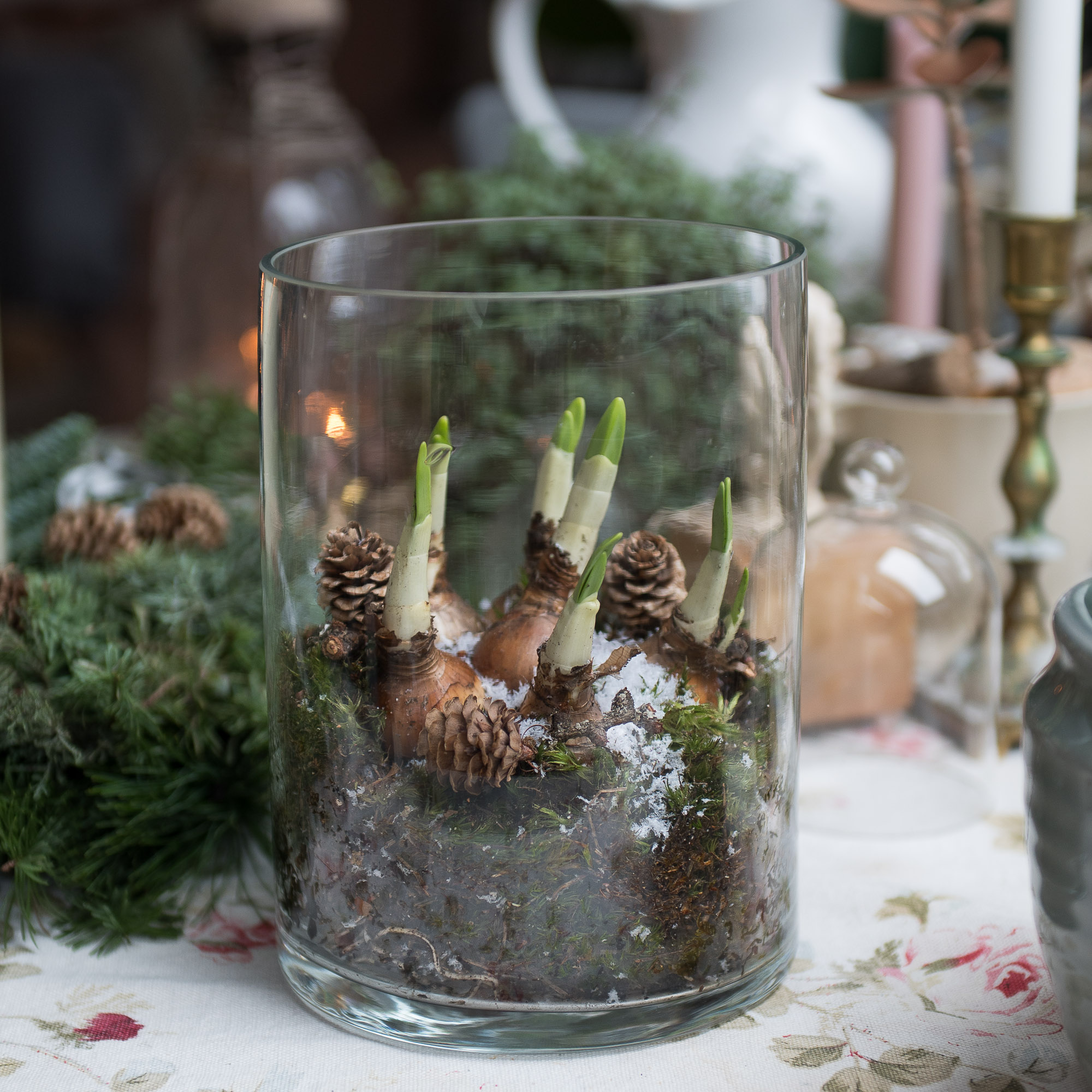 narcizai stiklo inde kompozicija kalėdinė pavasarinė kalėdos augalai kalėdiniai gėlės ir manufaktūra pavasaris dekoras dekoravimas christmas