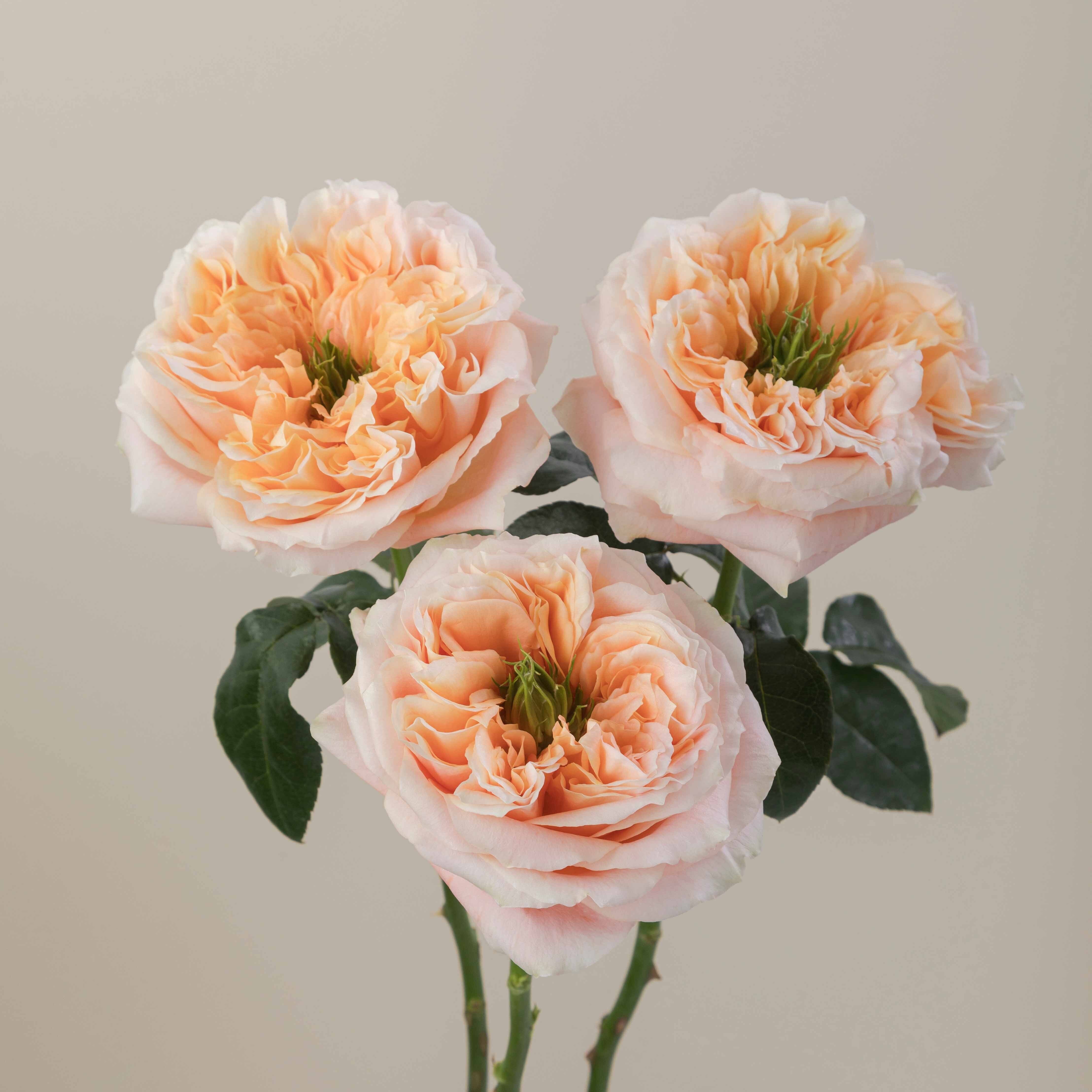 rosa Melon X-Pression garden Rose rožė abrikosinė bijūninė persikinė Rosaprima Ecuador
