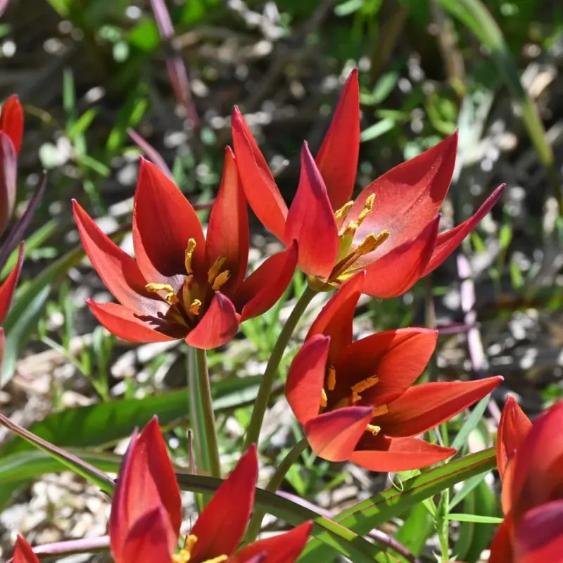 Tulipa aucheriana 'Mara' (Aucherio tulpė), rūšinė botaninė laukinė raudona miniatiūrinė tulpė, retas svogūninis augalas, svogūnas - Image 2
