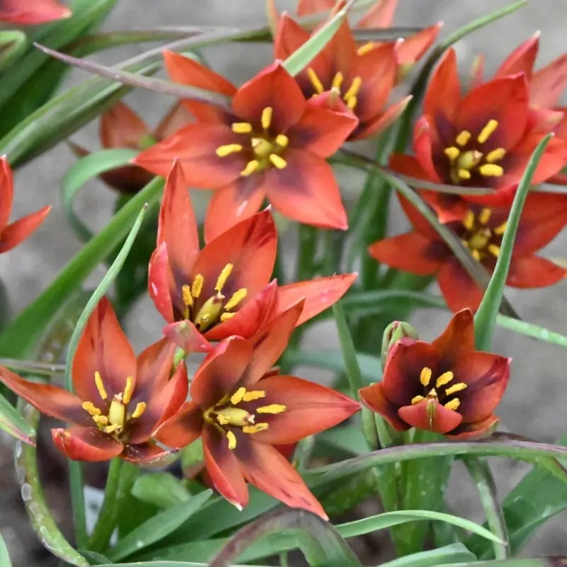 Tulipa aucheriana 'Mara' (Aucherio tulpė), rūšinė botaninė laukinė raudona miniatiūrinė tulpė, retas svogūninis augalas, svogūnas - Image 4