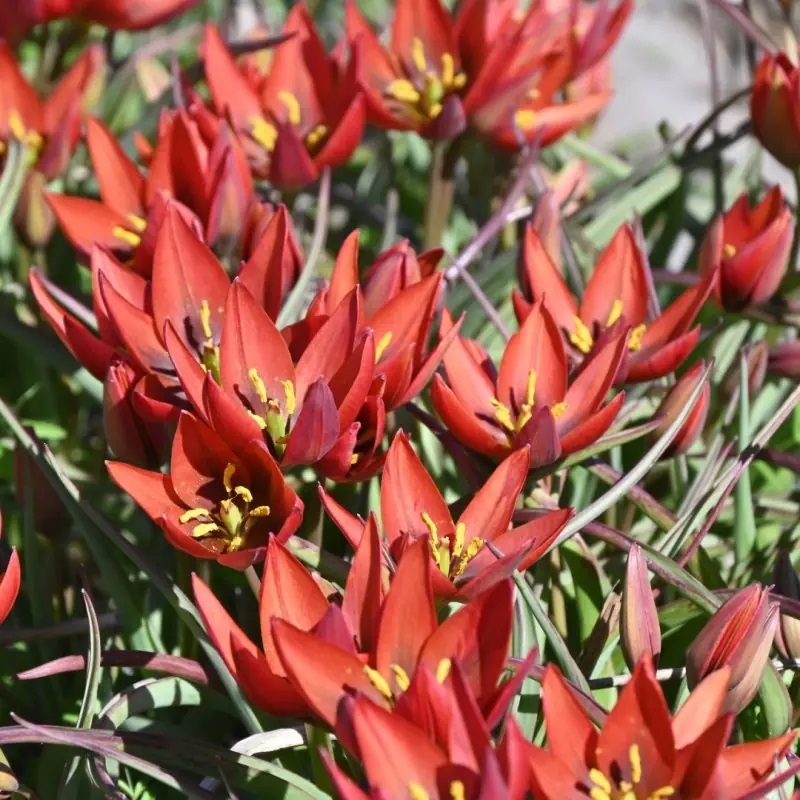 Tulipa aucheriana 'Mara' (Aucherio tulpė), rūšinė botaninė laukinė raudona miniatiūrinė tulpė, retas svogūninis augalas, svogūnas - Image 6