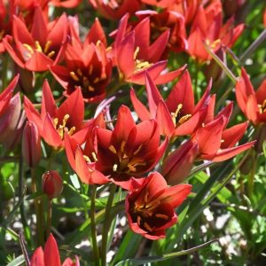 Tulipa aucheriana 'Mara' (Aucherio tulpė), rūšinė botaninė laukinė raudona miniatiūrinė tulpė, retas svogūninis augalas, svogūnas