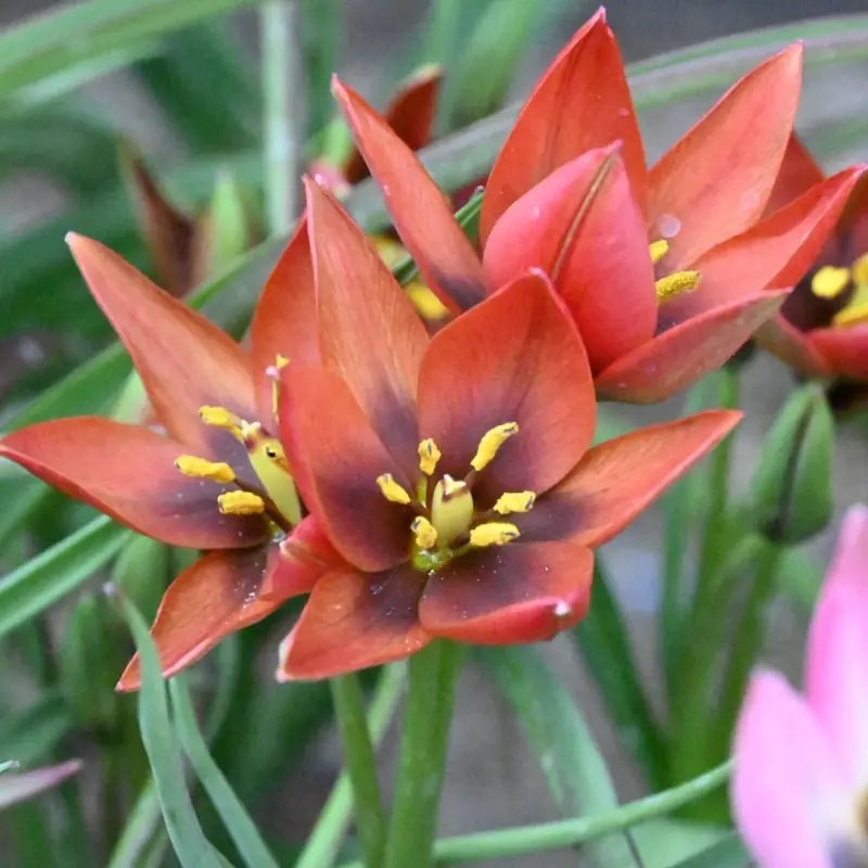 Tulipa aucheriana 'Mara' (Aucherio tulpė), rūšinė botaninė laukinė raudona miniatiūrinė tulpė, retas svogūninis augalas, svogūnas - Image 7