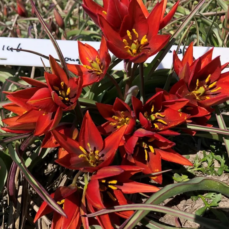 Tulipa aucheriana 'Mara' (Aucherio tulpė), rūšinė botaninė laukinė raudona miniatiūrinė tulpė, retas svogūninis augalas, svogūnas - Image 3
