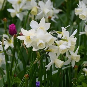 Narcissus (Daffodil) 'Sailboat', miniatiūriniai daugiažiedžiai kvepiantys narcizai baltais žiedeliais, natūralistinis svogūninis augalas, svogūnas