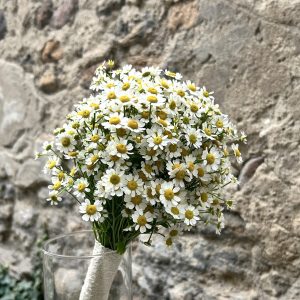 Nuotakos puokštelė iš ramunėlių (Matricaria, Tanacetum) - apvali, lengva ir tvarkinga, be žalumos