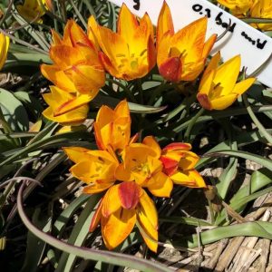 tulipa-aucheriana Jara laukinė tulpė botaninė geltona svogūnas gėlės ir manufaktūra svoguninis augalas