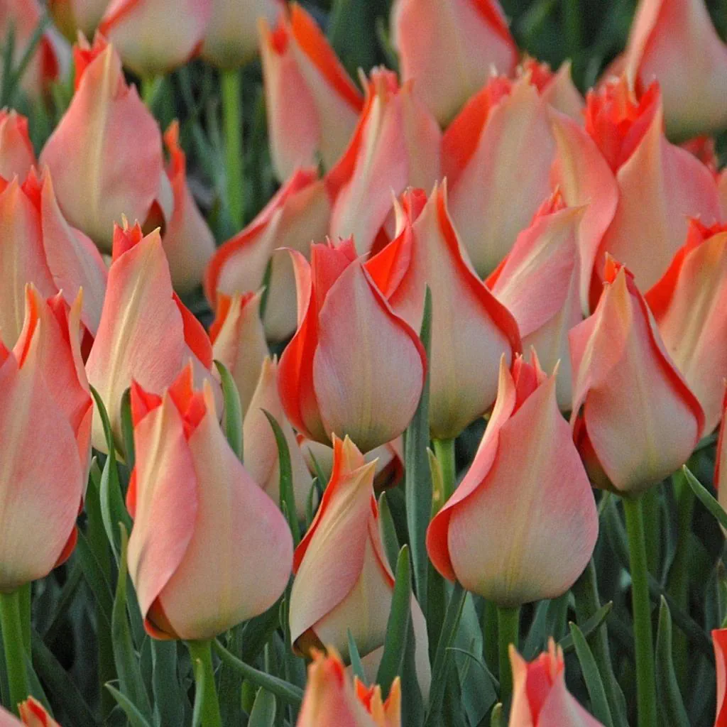 Tulipa batalinii 'Salmon Gem'- labai graži rūšinė botaninė laukinė tulpė lašišiniais žiedais, retas svogūninis augalas, svogūnas - Image 4