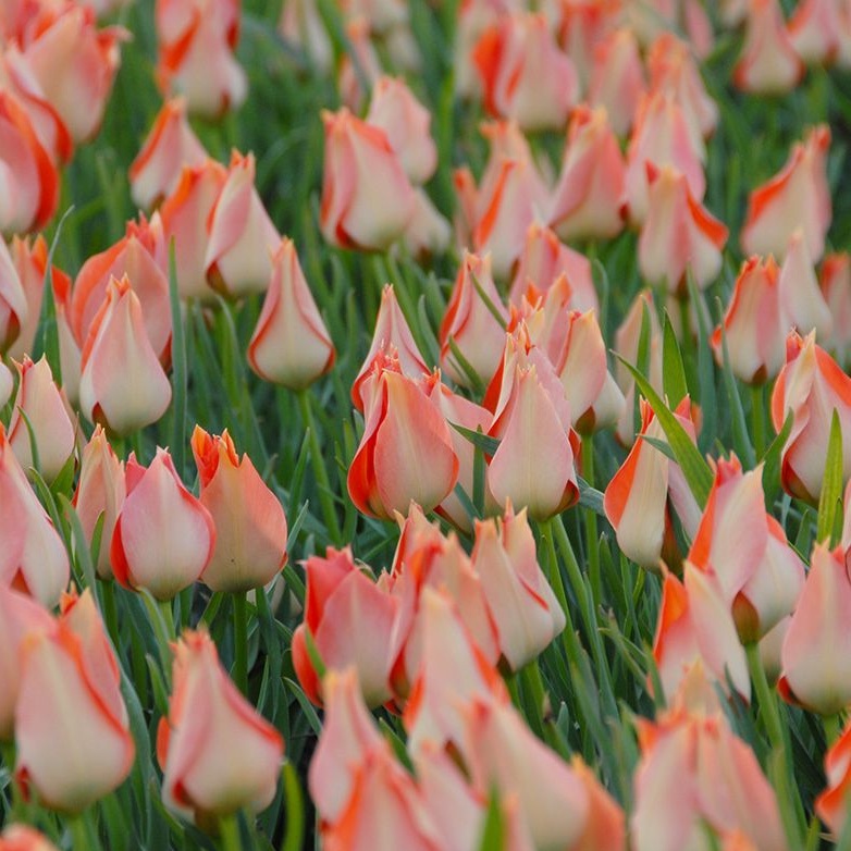 Tulipa batalinii 'Salmon Gem'- labai graži rūšinė botaninė laukinė tulpė lašišiniais žiedais, retas svogūninis augalas, svogūnas - Image 3