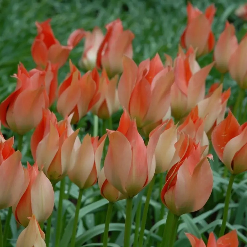 Tulipa batalinii 'Salmon Gem'- labai graži rūšinė botaninė laukinė tulpė lašišiniais žiedais, retas svogūninis augalas, svogūnas - Image 2