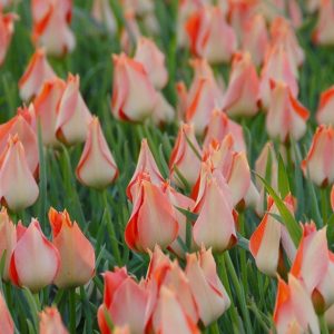 Tulipa batalinii 'Salmon Gem'- labai graži rūšinė botaninė laukinė tulpė lašišiniais žiedais, retas svogūninis augalas, svogūnas