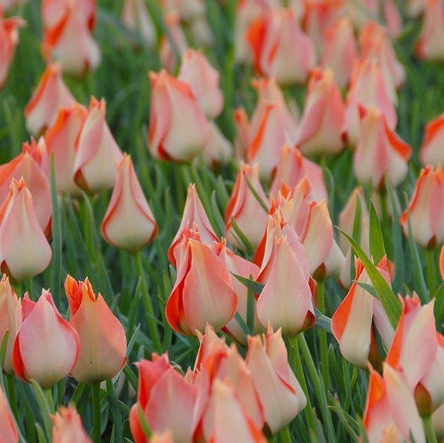 Tulipa batalinii 'Salmon Gem'- labai graži rūšinė botaninė laukinė tulpė lašišiniais žiedais, retas svogūninis augalas, svogūnas
