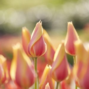 Tulipa ‘Blushing Lady’’®, pastelinė koralo spalvos rausva, aukšta prancūziška tulpė- išskirtinai puošnus svogūninis augalas, svogūnas