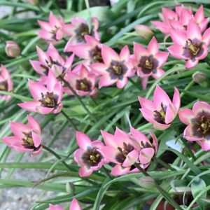 Tulipa 'Danique', rūšinė botaninė laukinė rožinė miniatiūrinė tulpė, retas svogūninis augalas, svogūnas